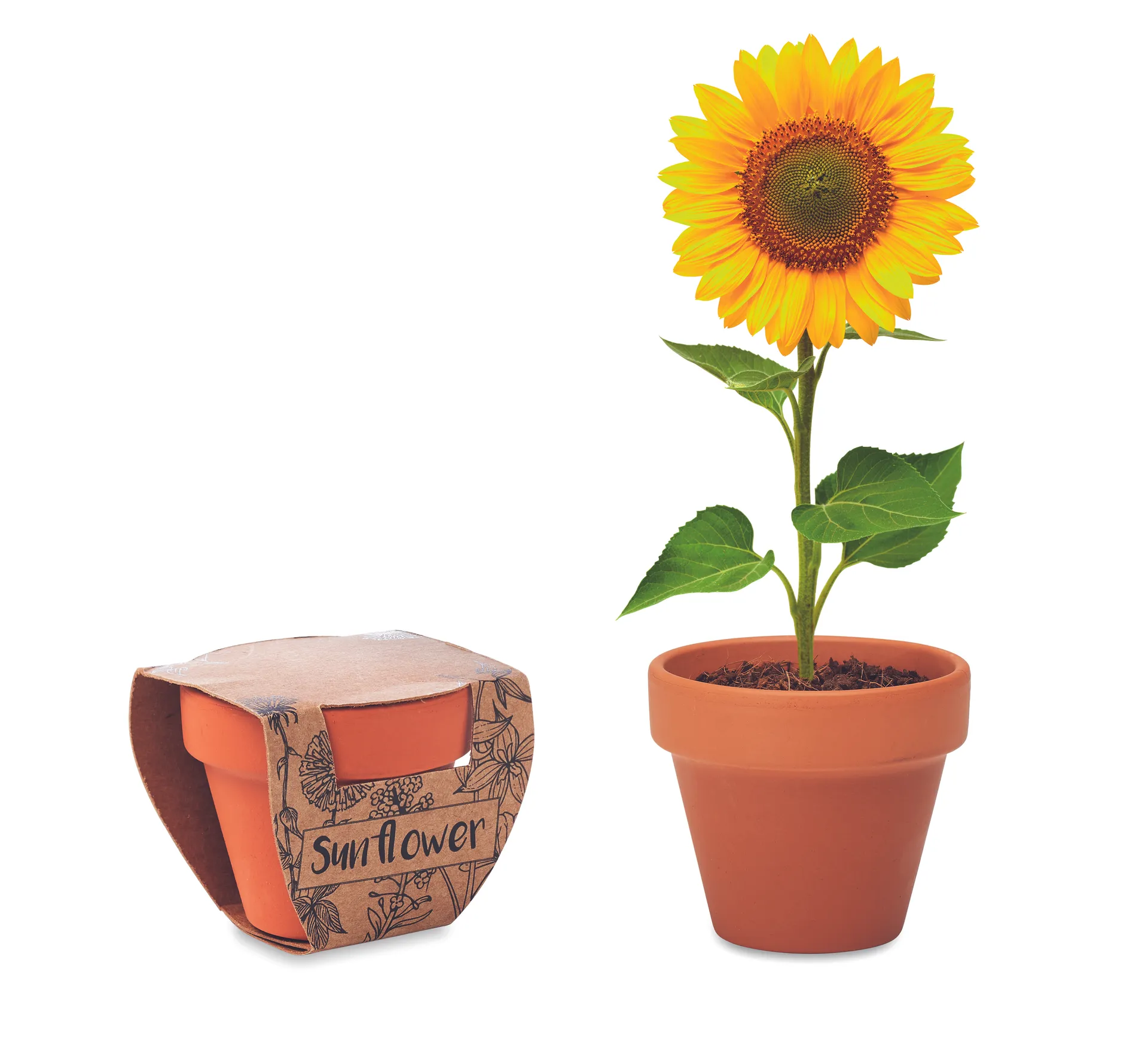 Potje Zonnebloem