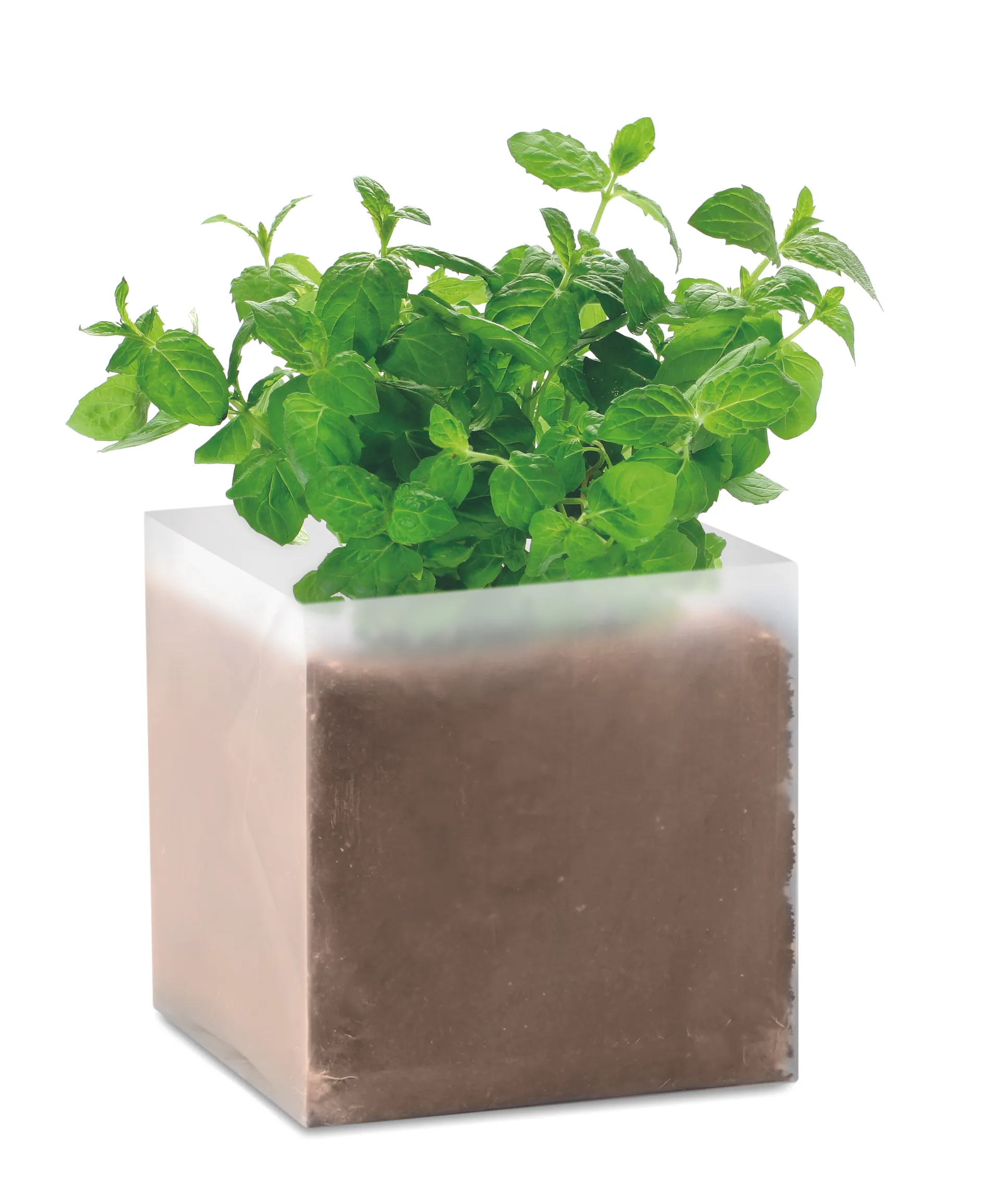 Compost met munt zaadjes Beige