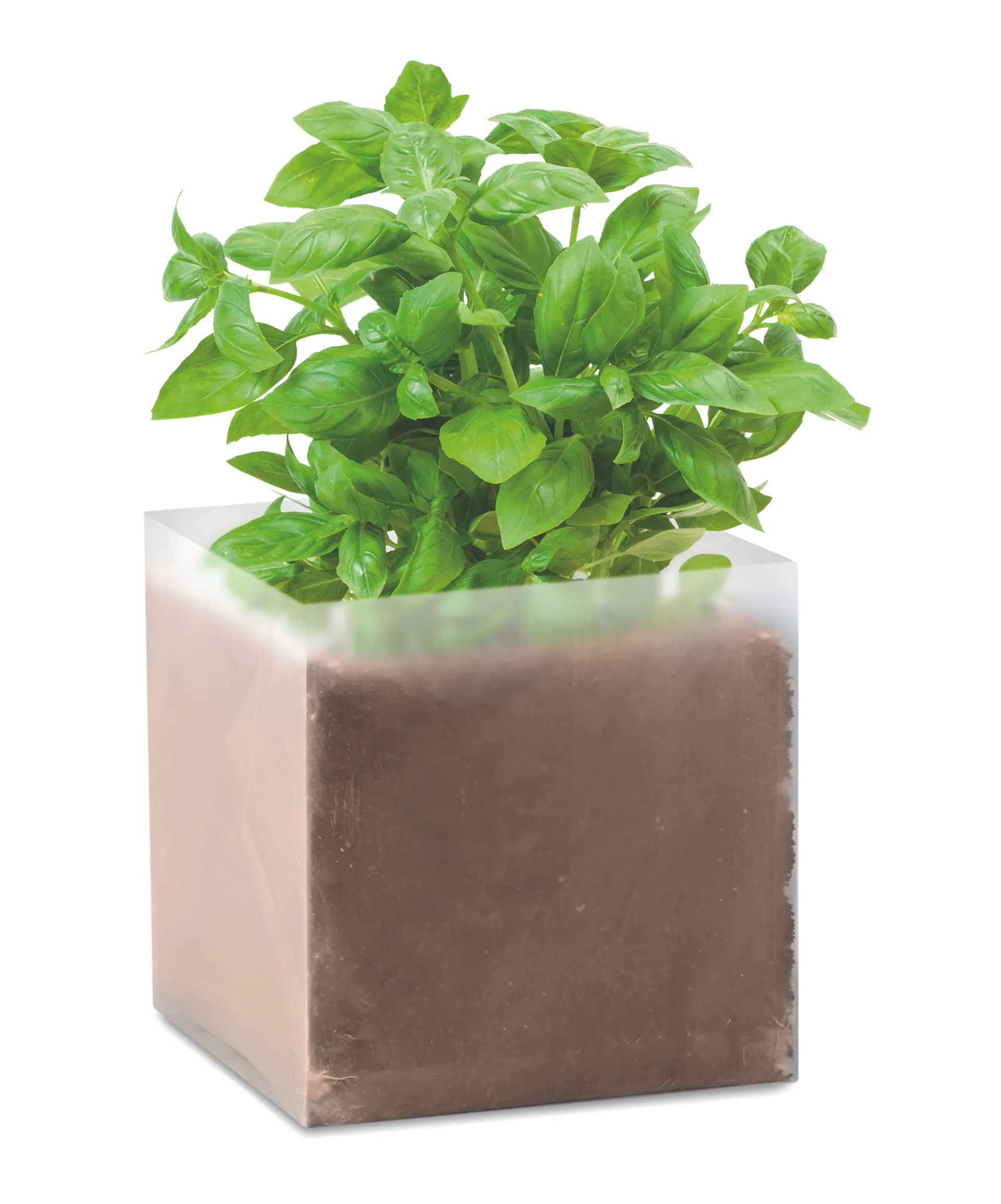 Basilicum zaadjes